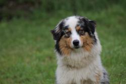 Photo du Chien