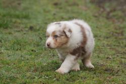 Photo du Chien