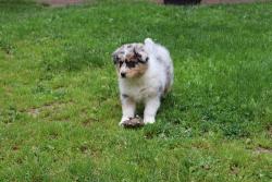 Photo du Chien