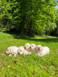 Photo du Chien