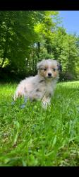 Photo du Chien