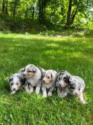 Photo du Chien