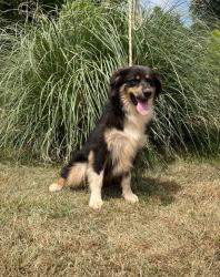 Photo du Chien