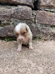 Photo du Chien