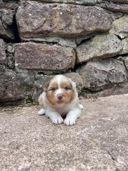Photo du Chien