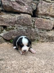Photo du Chien