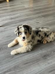 Photo du Chien