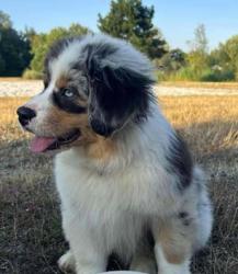 Photo du Chien