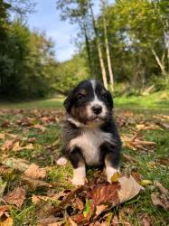 Photo du Chien