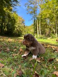 Photo du Chien