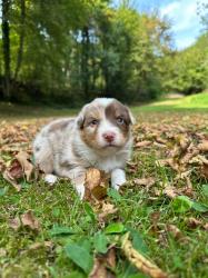 Photo du Chien