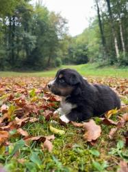 Photo du Chien
