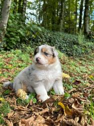 Photo du Chien