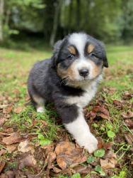 Photo du Chien