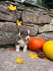 Photo du Chien