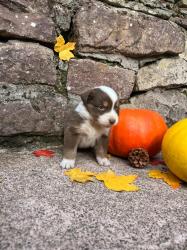 Photo du Chien