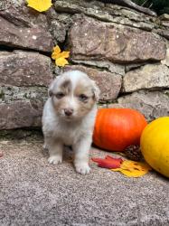 Photo du Chien