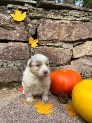 Photo du Chien