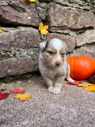Photo du Chien