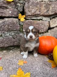 Photo du Chien