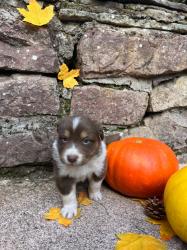 Photo du Chien