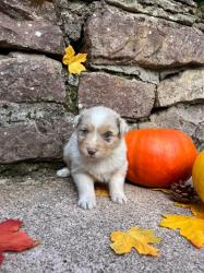 Photo du Chien
