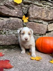 Photo du Chien