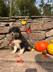 Photo du Chien