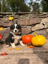 Photo du Chien