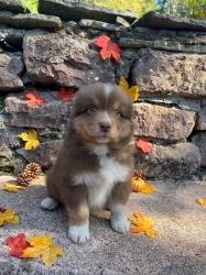 Photo du Chien
