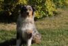 Photo du Chien