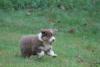 Photo du Chien Photo du Chien