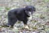 Photo du Chien Photo du Chien