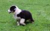 Photo du Chien