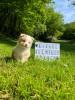 Voir le Chien