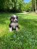 Voir le Chien