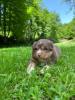 Voir le Chien