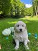 Voir le Chien