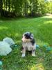 Voir le Chien