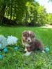 Voir le Chien