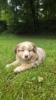 Photo du Chien