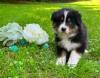 Voir le Chien