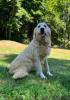 Photo du Chien