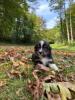 Voir le Chien