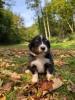Voir le Chien