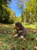 Voir le Chien