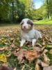 Voir le Chien