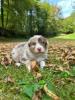 Voir le Chien