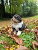 Voir le Chien