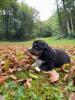 Voir le Chien